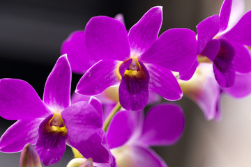 Fototapeta na wymiar orchid purple flowers a beautiful in Thailand. 