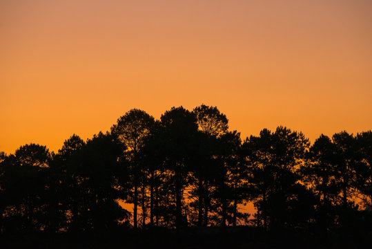 twilight sky and silhouette pine tree