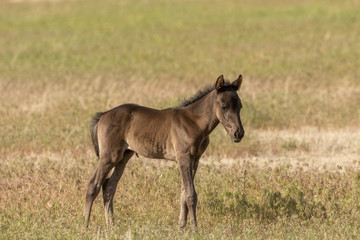 Obraz na płótnie Canvas Cute Wild Horse Foal
