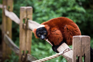 Red ruffed lemur animal close up view