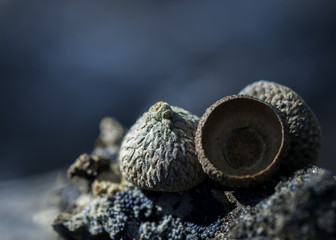 Acorns with Blurred Background
