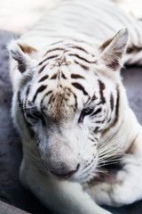 Fototapeta na wymiar Young White Tiger