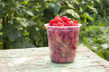 Raspberry in the garden