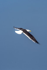 Seagull on the beach of Peruibe in south coast of Sao Paulo state
