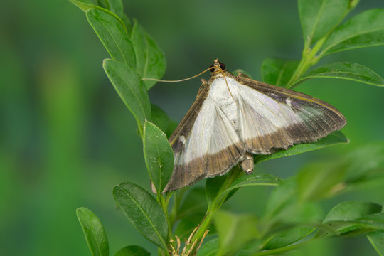 Buchsbaumz&uuml;nsler