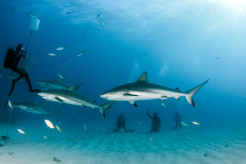 Obraz premium Caribbean reef shark at the Bahamas