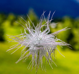 Anemone Alpina