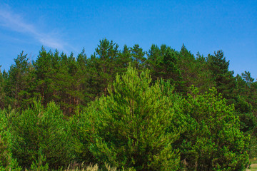 Fototapeta na wymiar Forest summer landscape, pine trees nature background