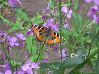 natural, nature, butterfly, summer, flowers