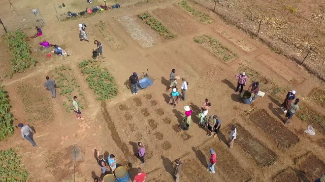 Americans and Zimbabweans Working in a Garden Together on a Hot Sunny Summer Day, Overhead Aerial View