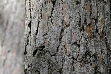 The bark of an old tree creates the natural background