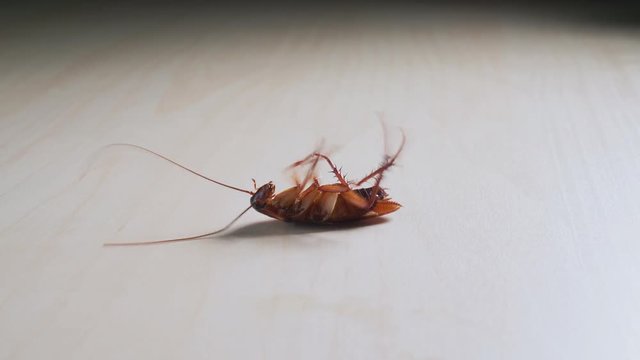 Cockroach Lie upsidedown struggling before its dead on wooden floor