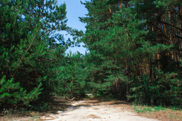 Forest summer landscape, pine trees nature background