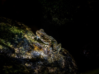 Common Tree Frog or Golden Tree Frog on rock near mountain stream creek water flowing in a forest.