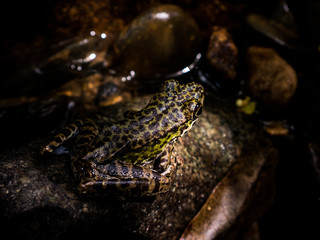 Common Tree Frog or Golden Tree Frog on rock near mountain stream creek water flowing in a forest.