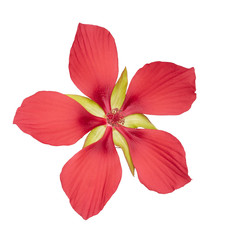 Hibiscus coccineus or scarlet rosemallow, huge, exuberant red flower isolated on white. Aka Texas star, brilliant or scarlet hibiscuss.