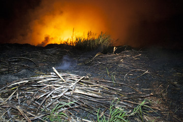 Sugar cane fire in Brazil