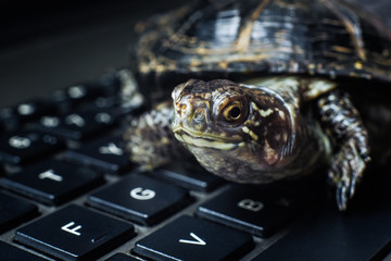 turtle on the keyboard - obrazy, fototapety, plakaty