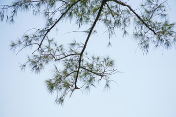 pine tree branches leaves blue sky background