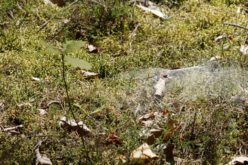 Forest moss is covered with a cobweb