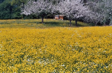 Hanhnenfu&szlig;wiese, yellow Meadow, mit Bienenstock im Hintergrund, gesehen im ZAK 80/90er Jahre