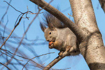 Eurasian red squirrel (Sciurus vulgaris) in grey winter coat with dark ear-tufts. Cute fluffy squirrel eats hazelnut sitting on branch with clear blue sky in background.