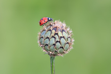 Seven-spot ladybird on the bud of thistle with clear green background. Red ladybug with black spots.
