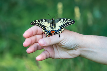 Common yellow swallowtail butterfly sitting on hand. Beautiful Papilio machaon with blurred green background.