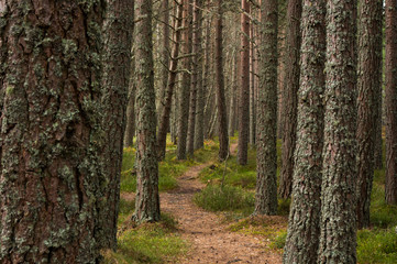 Path Through the Woods