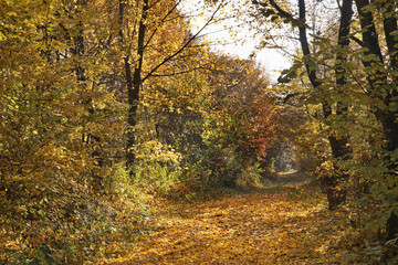 Landscape near Bojnice. Slovakia