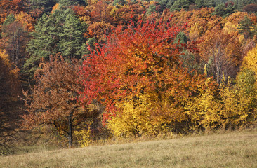 Landscape near Bojnice. Slovakia