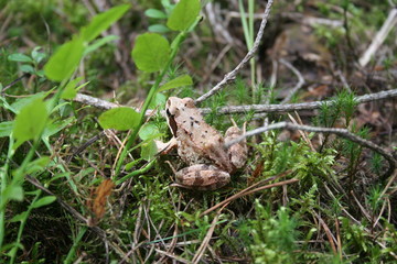 Frog in the forest