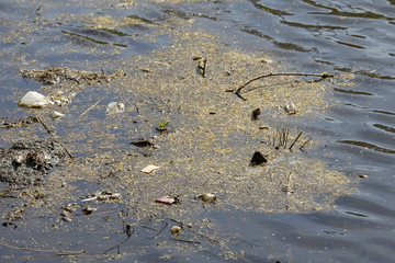 Water pollution