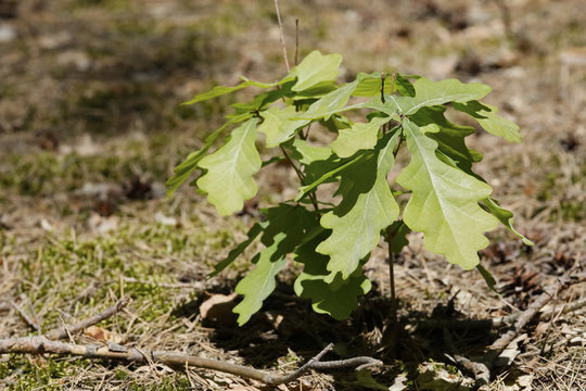 Young little oak tree