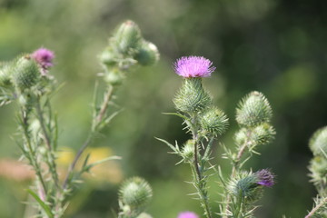 Bull thistle, (Cirsium vulgare),  prickly weed with pretty purple flower on top, growing in a waste area on the outskirts of Kingston,      Ontario.

