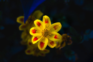 Macro photo of Colorful Flower © Ali Karami
