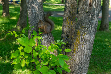 brown furry squirrel eats and looks suspiciously straight