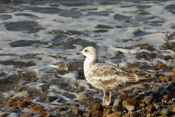 A lonely seagull on a pebbled beach