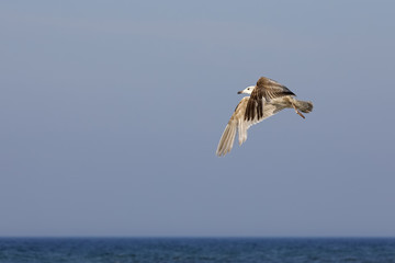 One seagull in flight above the sea waters