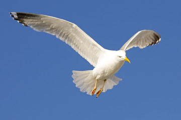 One seagull in flight