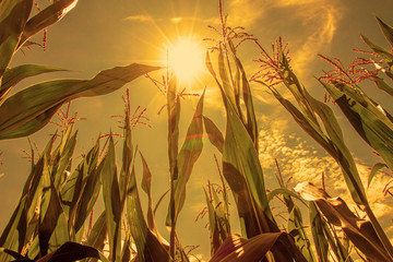 Trockener Sommer im Maisfeld