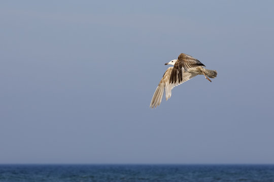 One seagull in flight above the sea waters