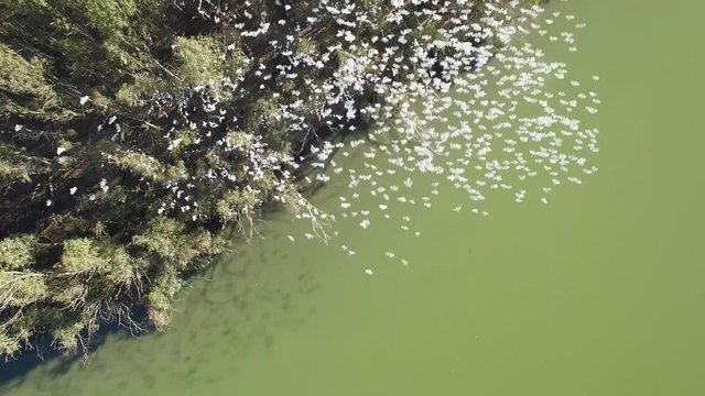 Looking down at amazing flock of white parrots flying together like a cloud above river