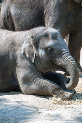 Indian elephant lying on the floor