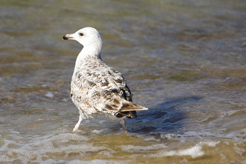 The lonely seagull looks into the sea