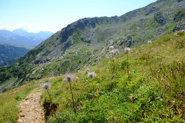 Fototapeta na wymiar Trekking sul Passo San Marco, tra fiori di montagna e vette alpine. Vacanze estive in Italia