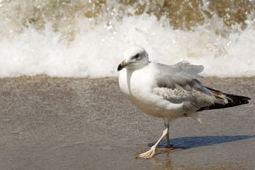 The lonely seagull on the beach