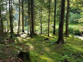 All'interno di un fitto bosco di larici, abeti e pini, la luce crea giochi di ombre verticali sul...