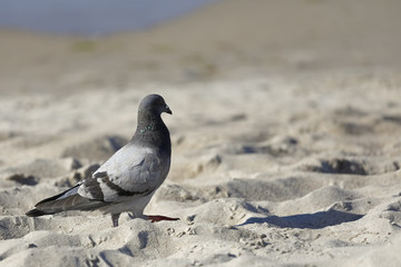 The pigeon walk on the beach