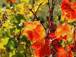  Feuilles de vigne rougeoyantes de fin d'automne